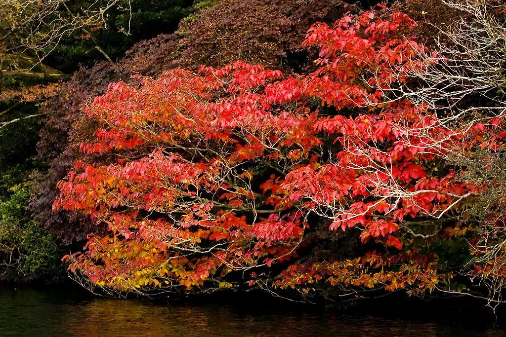 Hakone Hotel 4*,